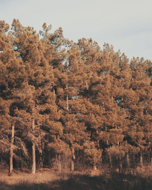 Free A photo of a forest with trees in it Stock Photo