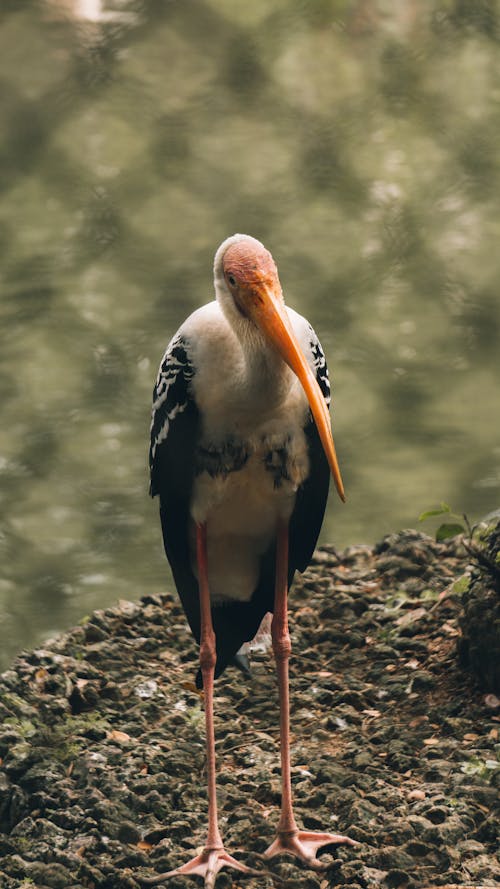 Painted Stork Bird