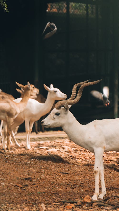 Foto stok gratis albino, antelop india, antilope cervicapra