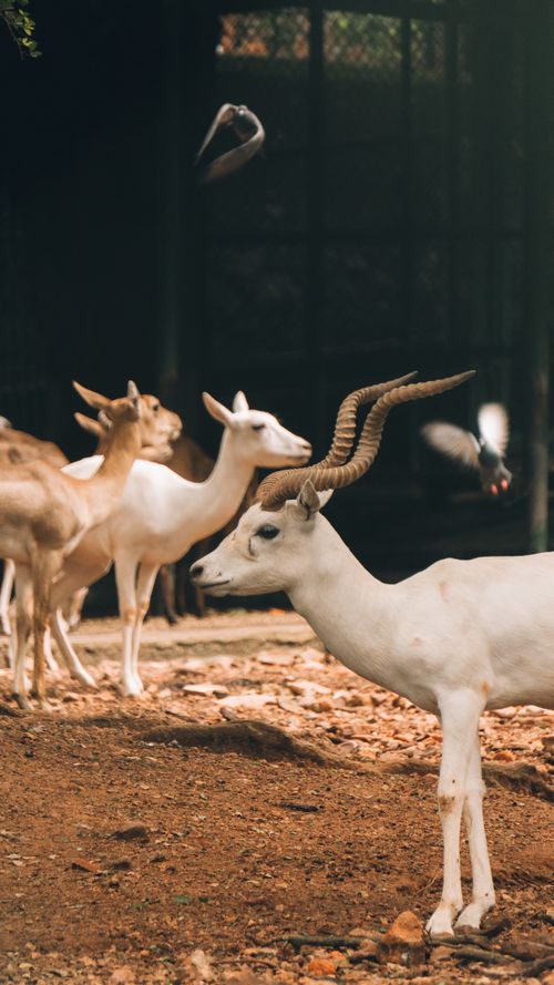 Free A captivating image of albino blackbuck antelopes in a zoo enclosure, showcasing their unique beauty. Stock Photo