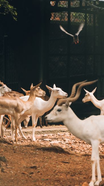 A group of goitered gazelles in a zoo habitat with warm sunlight filtering through.