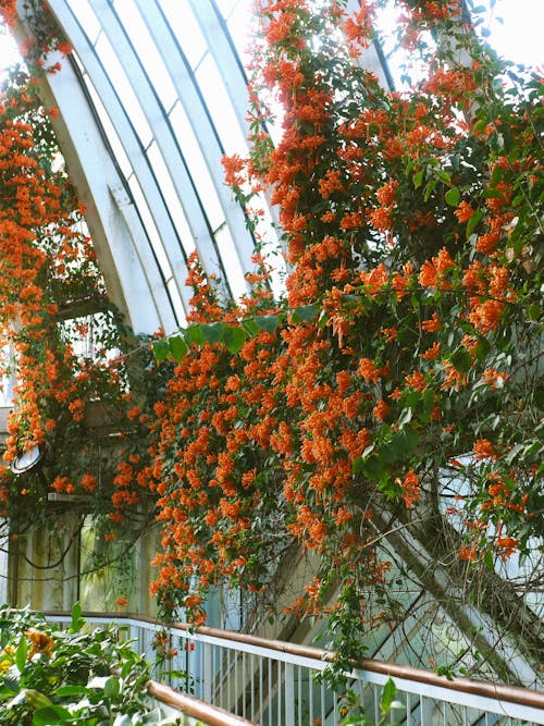 Gratis arkivbilde med blomster, botanisk hage, natur