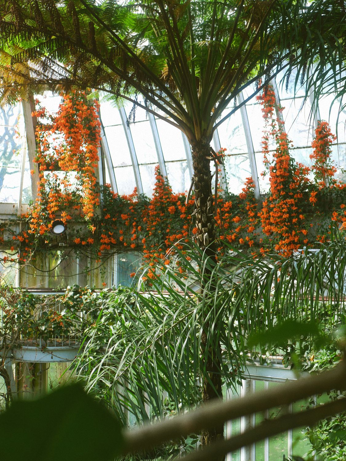 A Tree in a Botanical Garden · Free Stock Photo