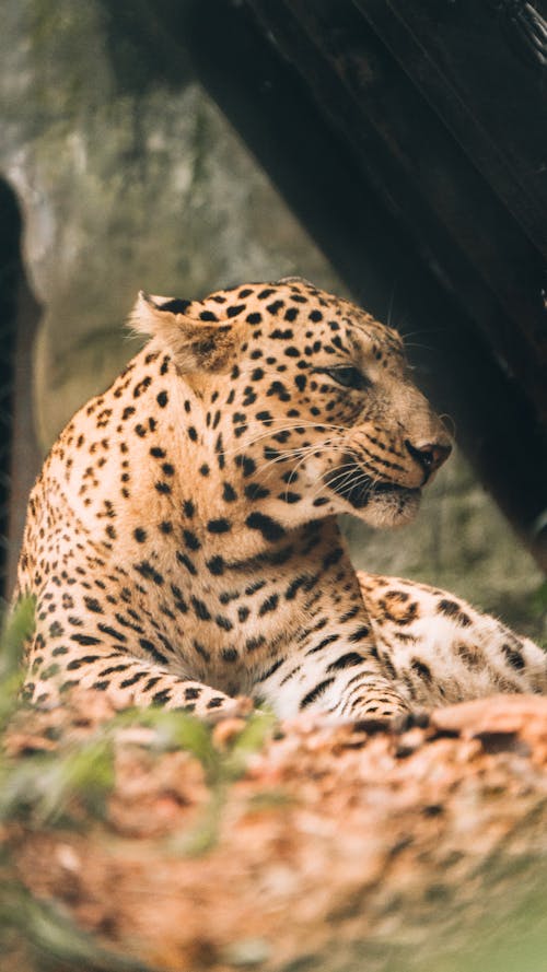 Free Leopard Stock Photo