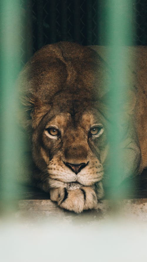 Δωρεάν στοκ φωτογραφιών με ζωολογικός κήπος, κατακόρυφη λήψη, λιοντάρι