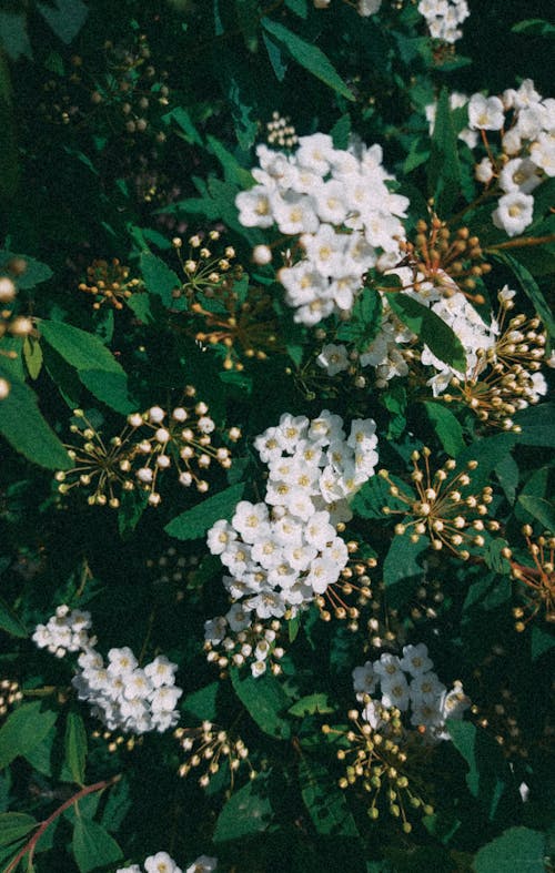 Free A bush with white flowers and green leaves Stock Photo