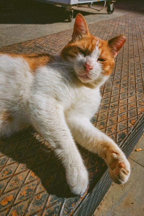 A cat laying on the ground with its paws up