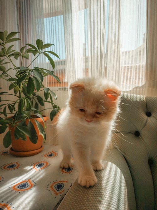 Free A white cat sitting on a couch next to a plant Stock Photo