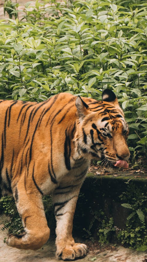 Harimau