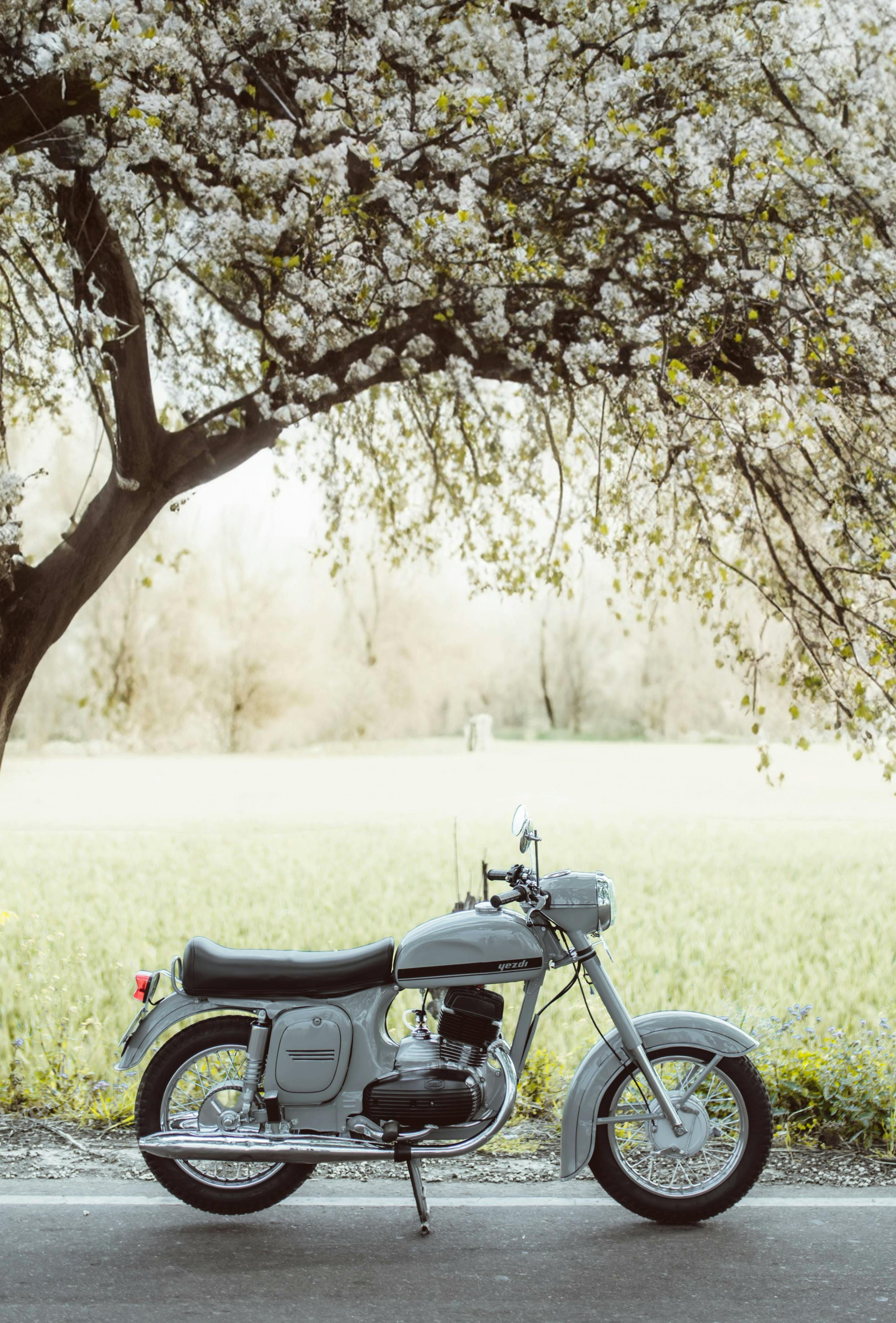 Vintage gray Jawa 250 motorbike parked under a flowering tree on a sunny spring day.