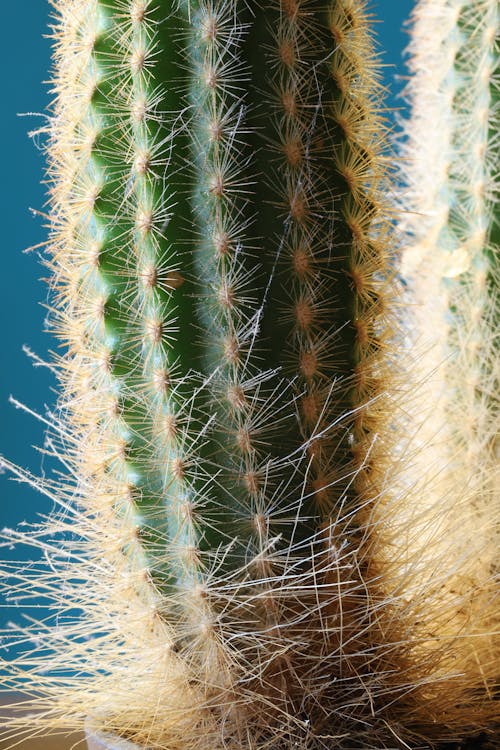 Darmowe zdjęcie z galerii z ciernie, kaktus, kolce