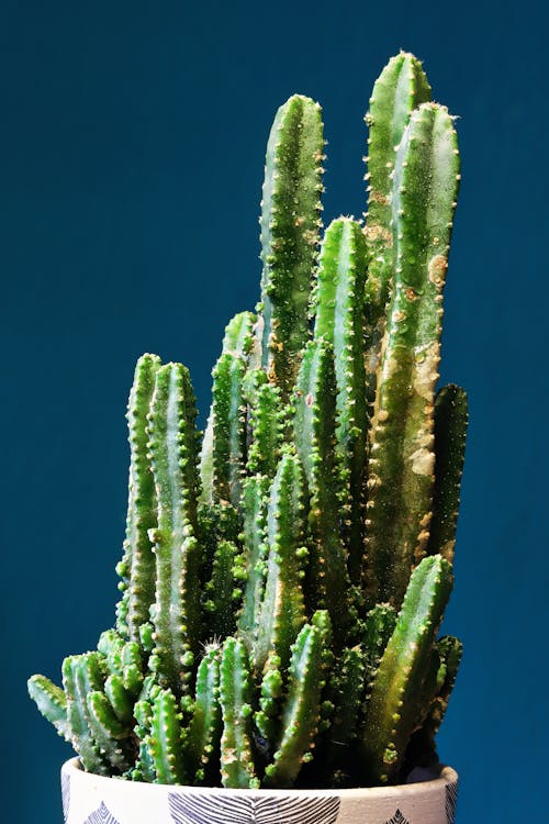 Ingyenes stockfotó acanthocereus tetragonus, csendélet, cserép témában