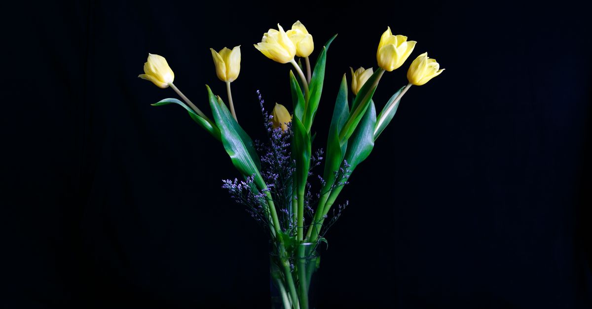Yellow Tulip Flower · Free Stock Photo