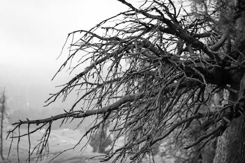 Immagine gratuita di albero, bianco e nero, coperto