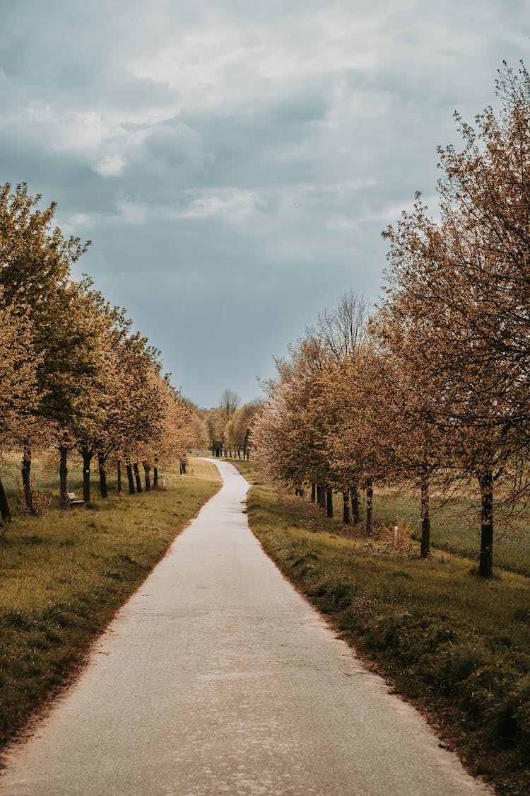 Rural Road Between Rows Of Trees