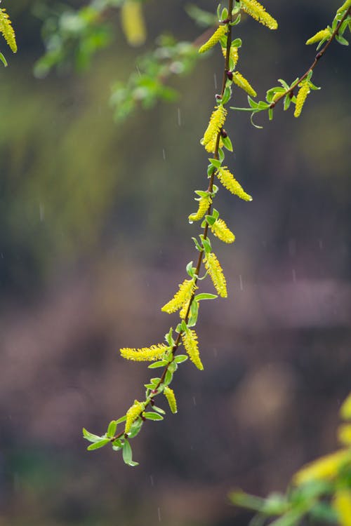 Fotos de stock gratuitas de ángeles aliento flores, azul y amarillo, flor que se abre