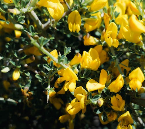 Gratis arkivbilde med blomster, gul, vegetasjon