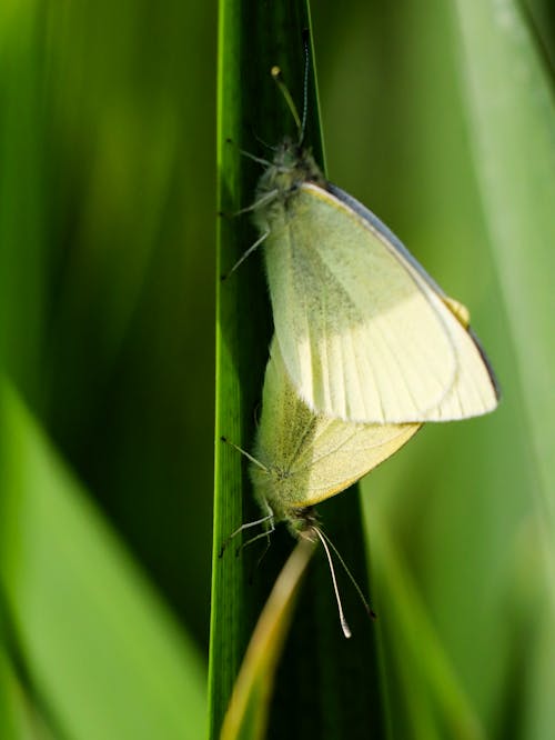 Two white butterflies sitting on top of a green plant