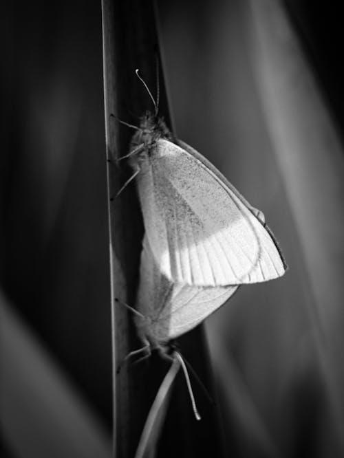 Black and white photograph of two butterflies on a plant