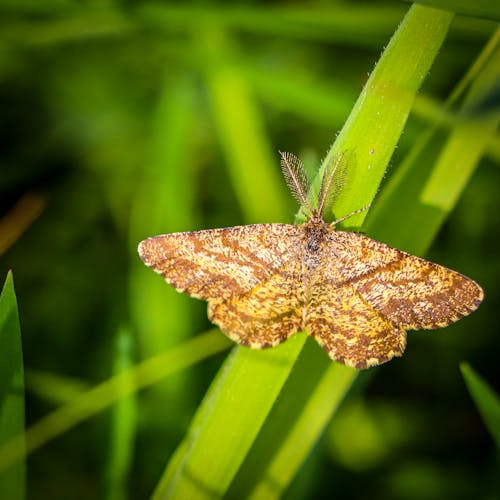 Imagine de stoc gratuită din fluture, focalizare selectivă, fotografie cu animale sălbatice