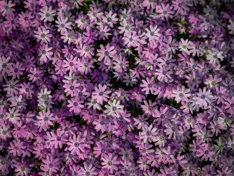 A vibrant display of pink Phlox flowers in full bloom, showcasing delicate petals and lush growth.