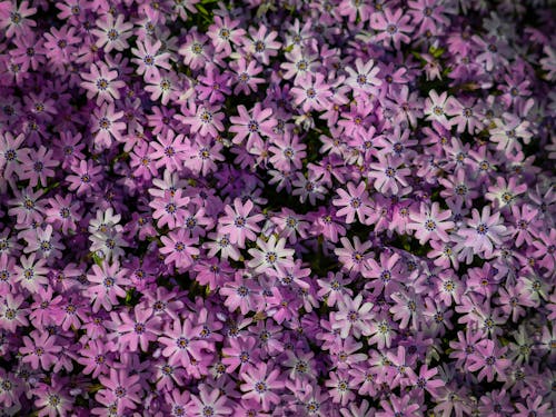 Free A close up of purple flowers in a field Stock Photo