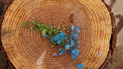 Foto d'estoc gratuïta de arbre, delicat, flors blaves