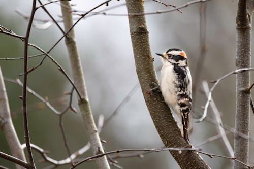 Kostnadsfri bild av -ätare, djur, downy woodpecker