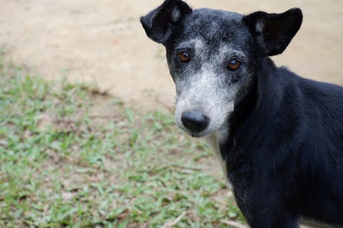 Free A black dog with brown eyes looking at the camera Stock Photo