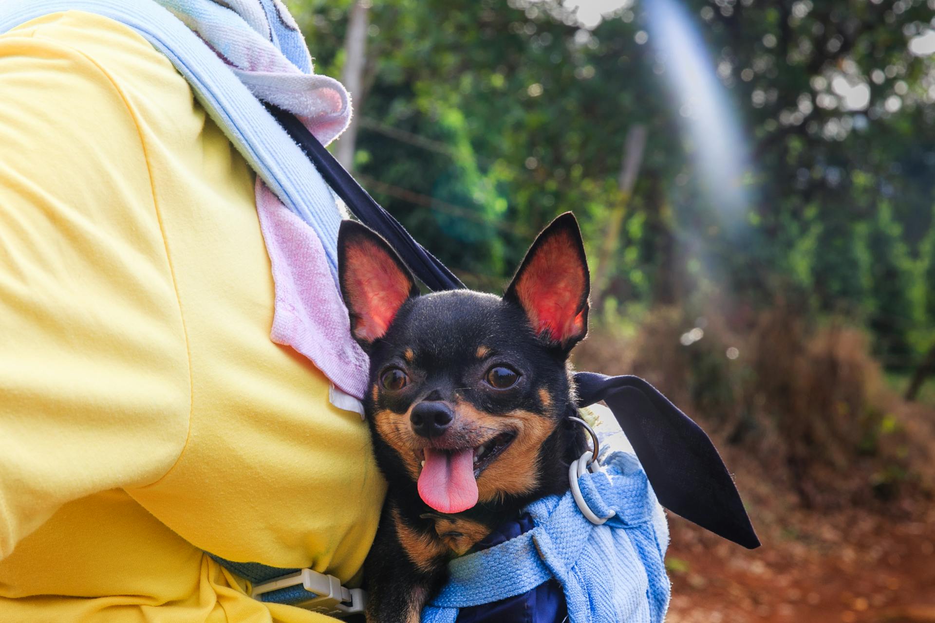 Black and Tan Chihuahua