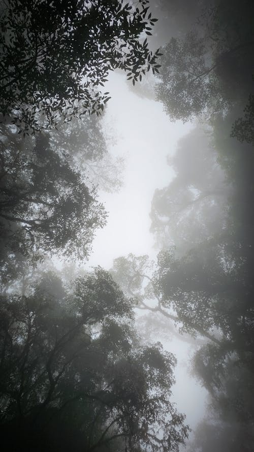 Immagine gratuita di alberi, bianco e nero, foglie