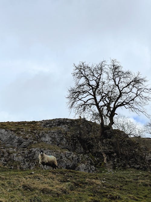 Gratis lagerfoto af dyrefotografering, ensom, får