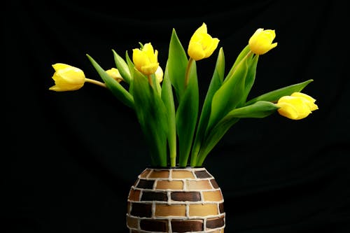Free Yellow Tulips Flower Stock Photo