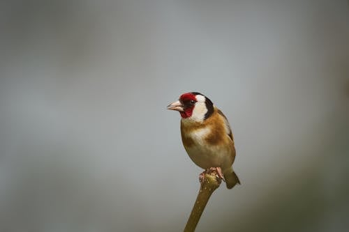 A bird perched on a twig