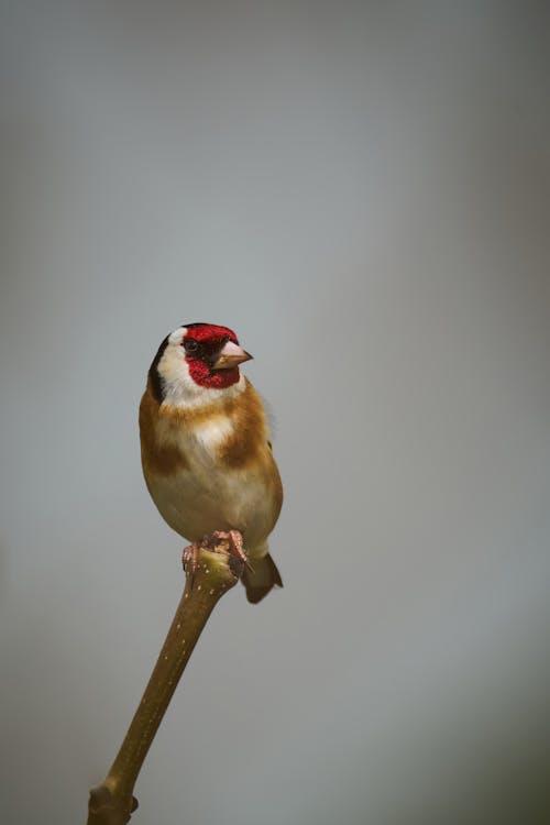 A small bird sitting on a twig