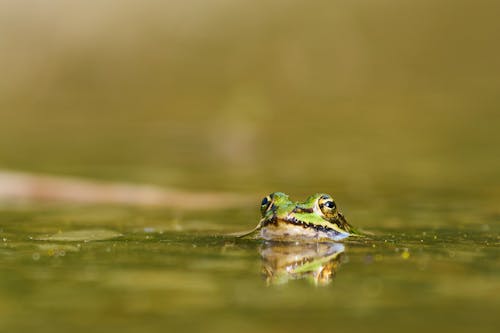 A frog is swimming in the water with its eyes open