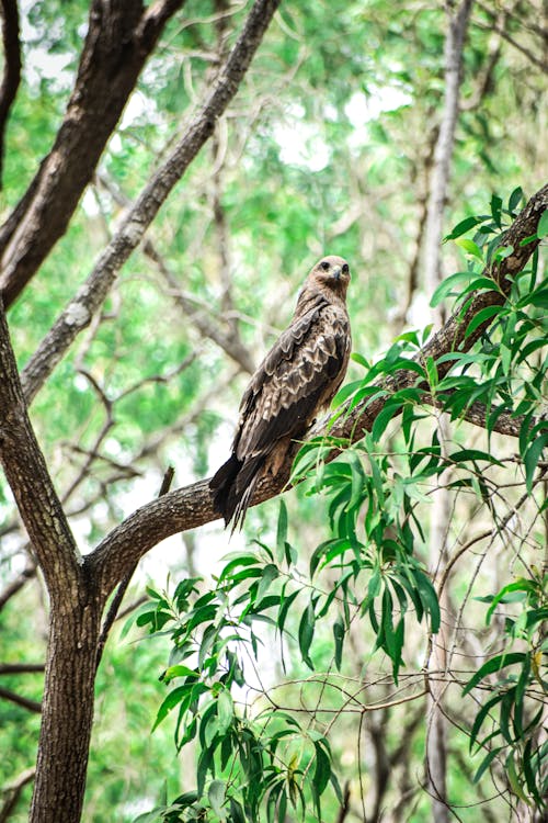 A hawk sitting on a branch in a tree