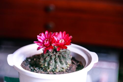 Free Close-up of a vibrant pink flowering cactus in a white pot, indoors. Stock Photo