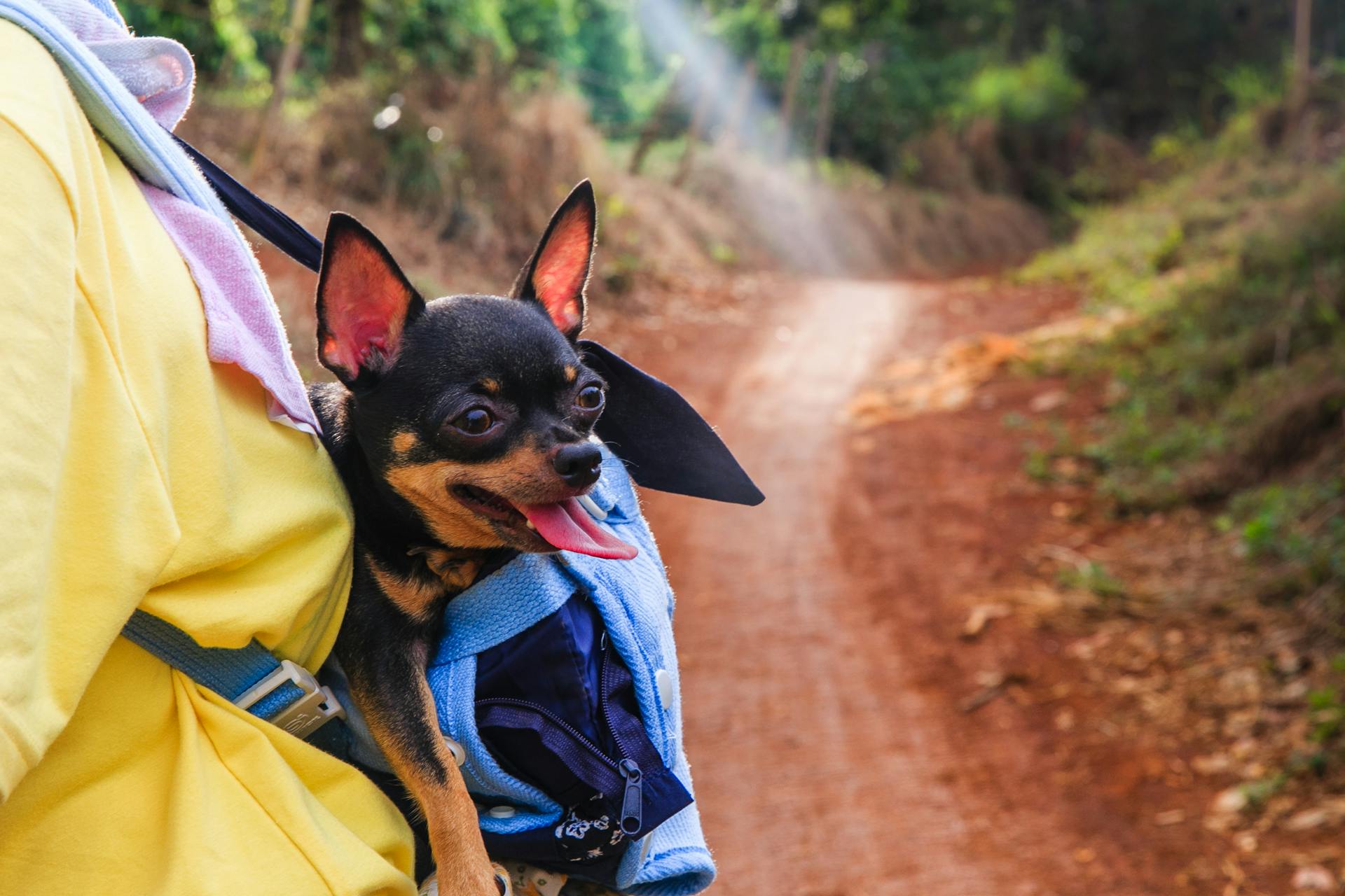 Adult Black and White Chihuahua on Blue Carrier