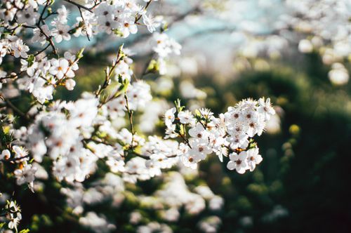 Free A close-up view of apple blossoms in full bloom during spring, showcasing delicate white flowers. Stock Photo