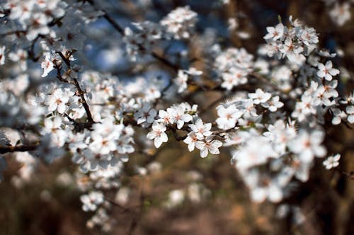 A close up of white flowers on a tree