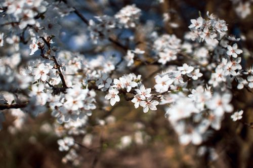 Free White cherry blossoms in full bloom on a sunny spring day, showcasing nature's beauty. Stock Photo