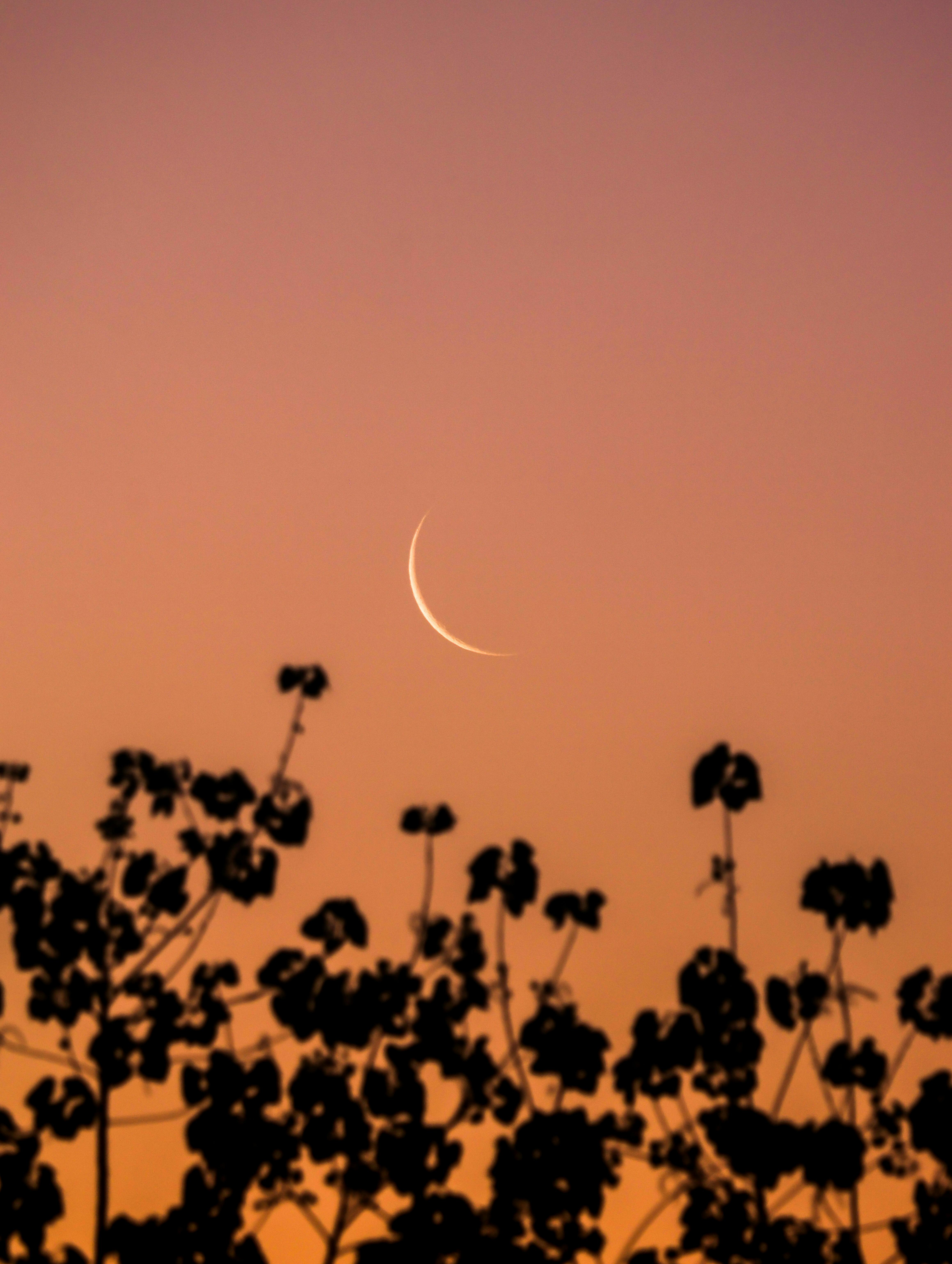 A crescent moon set against a golden sky with plant silhouettes in Khatauli, India.