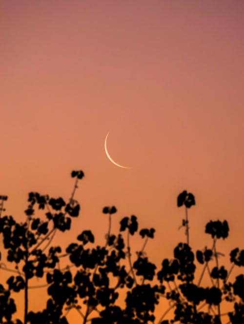 açık hava, altın gökyüzü, ay içeren Ücretsiz stok fotoğraf