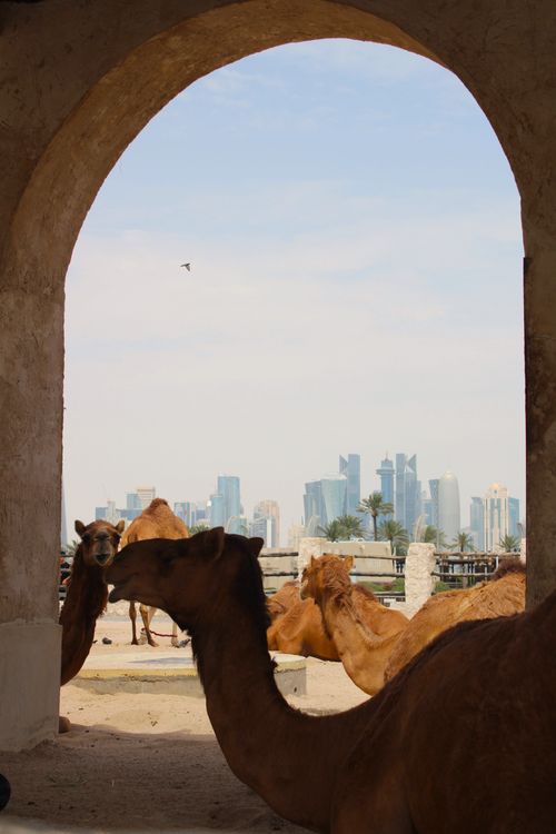 Free Camels resting under an archway with the Doha skyline in the background, Qatar. Stock Photo