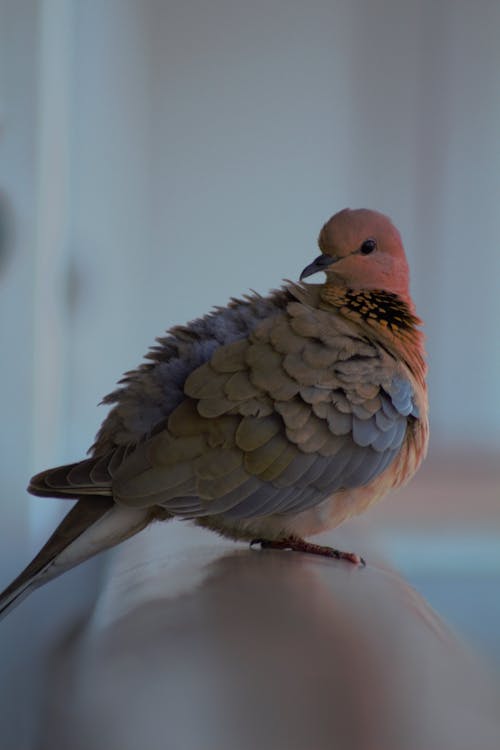 常见的丁香, 棕色的羽毛, 棕色的鸟 的 免费素材图片