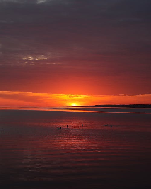 A sunset over the water with a flock of birds