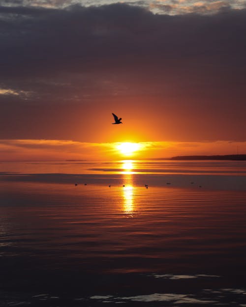 A bird flying over the water at sunset