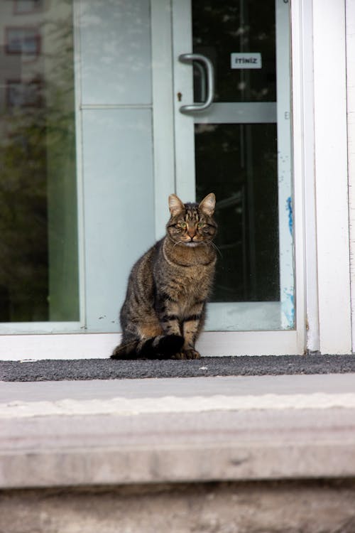 A cat sitting on the steps outside of a building