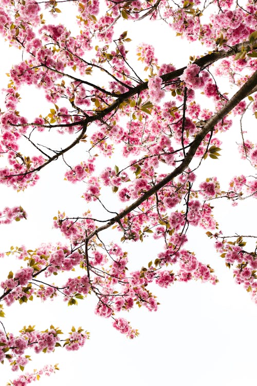 Δωρεάν στοκ φωτογραφιών με sakura, sakura δέντρο, sakura λουλούδι